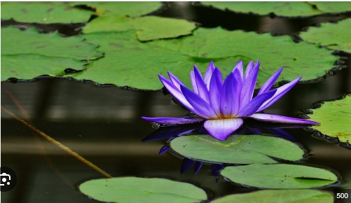 The Benefits of Adding Floating Plants to Your Pond